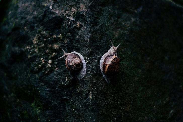 photography of two brown and gray snails on black rock surface