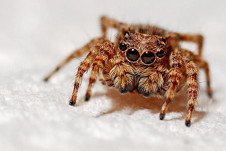 macro photography of brown jumping spider