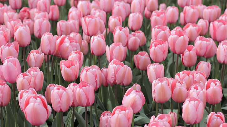 closeup photography of pink tulips