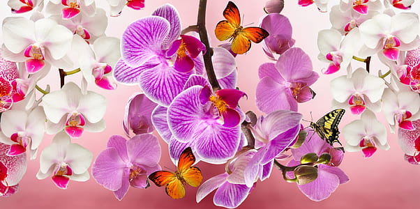pink and white moth orchids