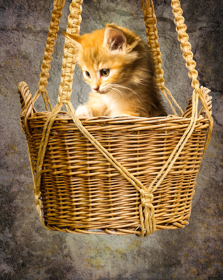 orange tabby cat in hanging wicker basket