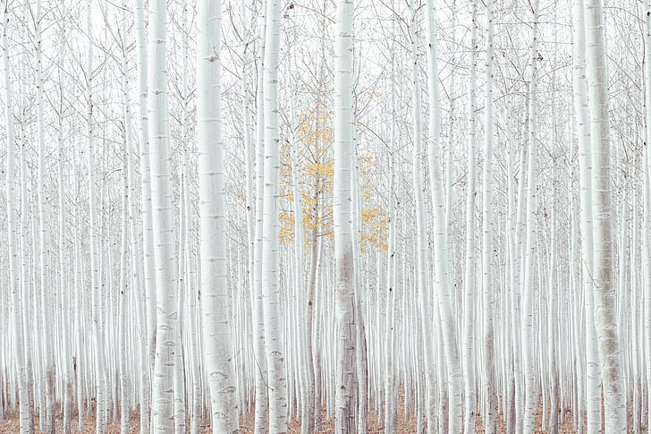 forest of white trees photo