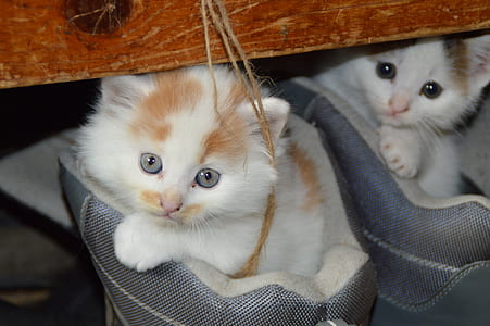 two white-and-orange kittens