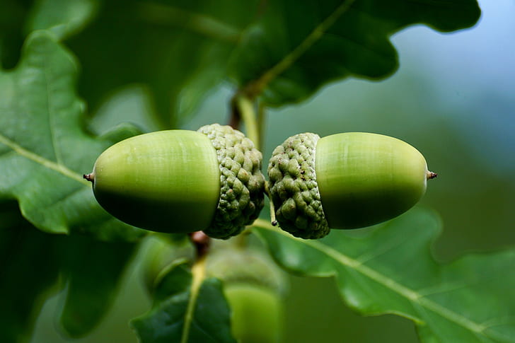 oval green fruits