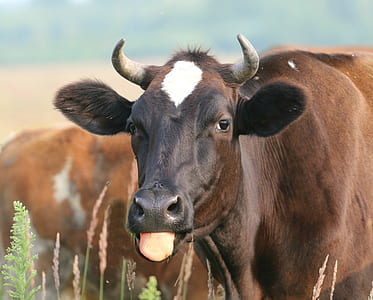 brown cow showing its tongue