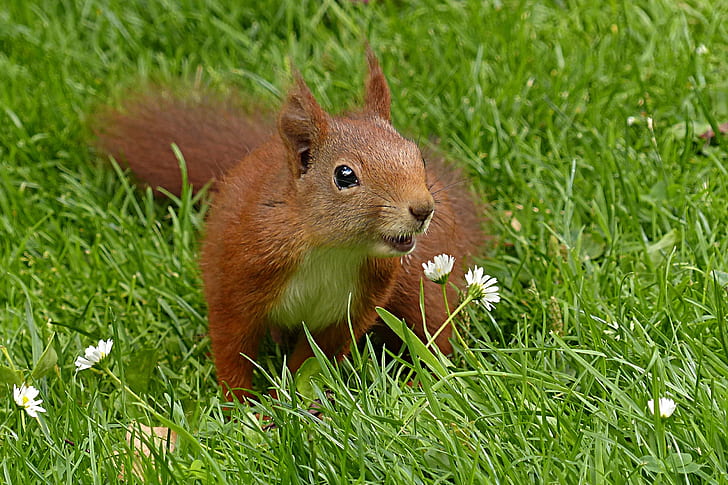 brown squirrel standing on grass