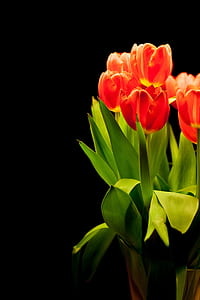 closeup photo of red tulips