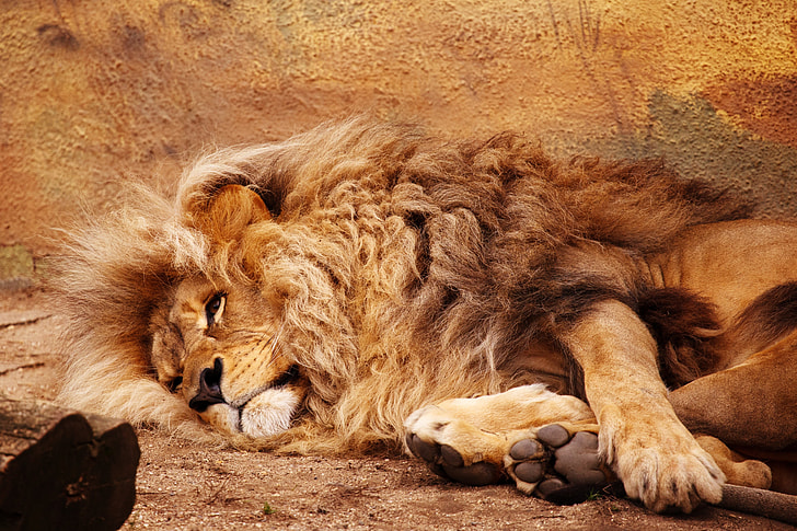 adult brown lion laying on ground