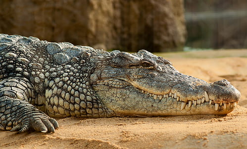 crocodile on brown sand