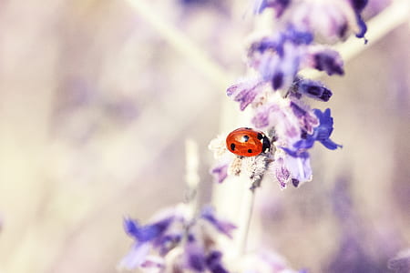 red ladybug on purple flower in selective focus photography