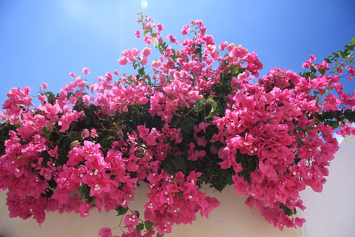 pink Bougainvillea flowers in bloom at daytime
