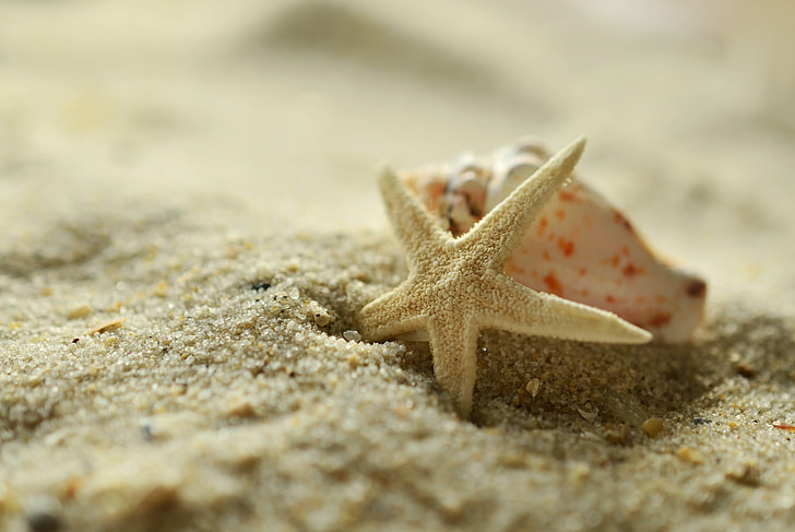 brown starfish on brown sandals