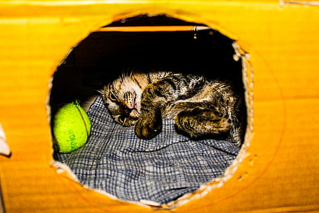 Gray and Brown Kitten in Cardboard Box