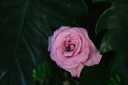 pink rose close up photo