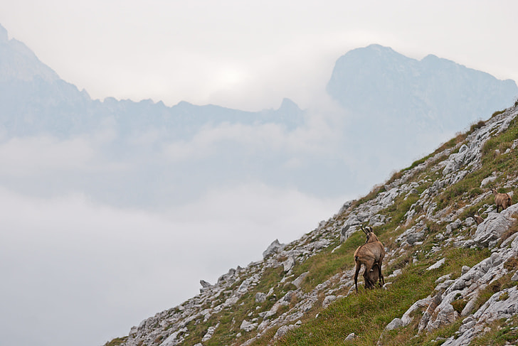 brown animal on the mountain photo during cloudy sky