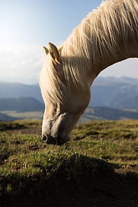 Selective Focus Photo of White Horse