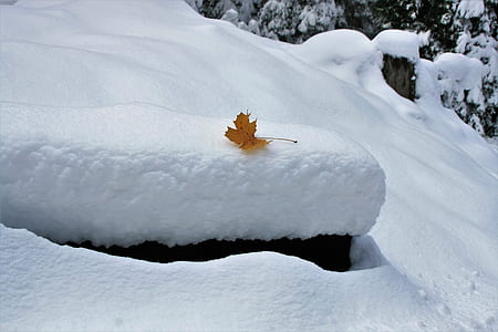 maple leaf on snow