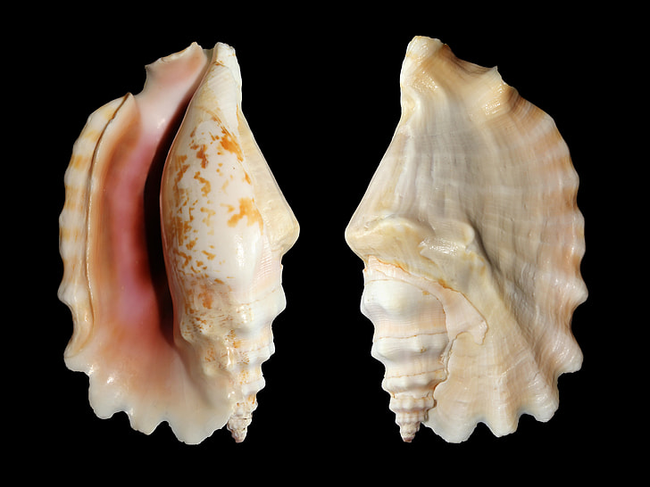 two brown-and-white shells