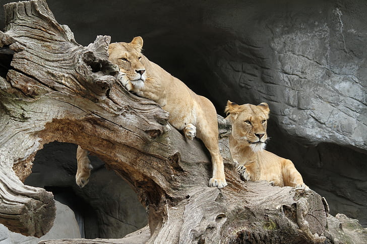 two brown lioness on wood