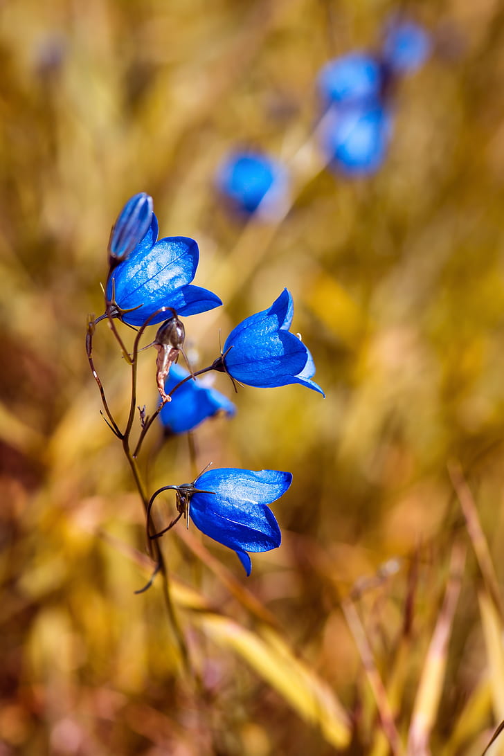 focus photo of blue flowers