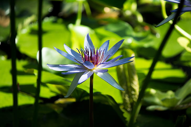 depth of field photography of white lotus flower