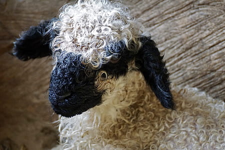 white and black sheep in close up photography