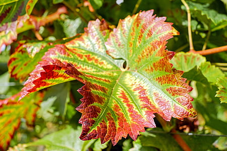 yellow and red leaf plants