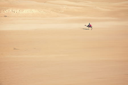 person riding camel in desert during day