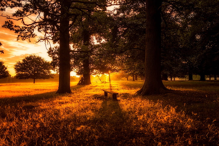 bench between trees during golden time