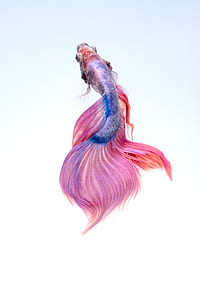 pink and blue Siamese fighting fish