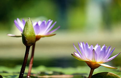 white and purple lotus flowers