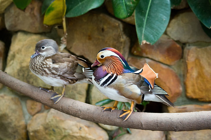 two short-beak brown and multicolored birds