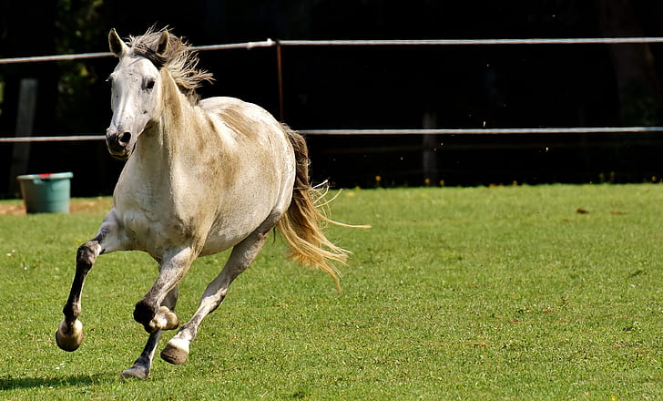 white and brown horse running on field