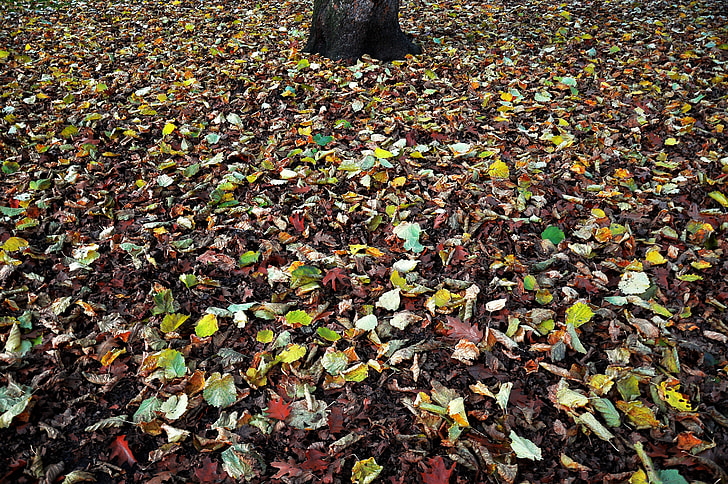 green and brown leaves on the ground