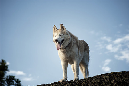 gray and brown wolf on rock mountain during daytime