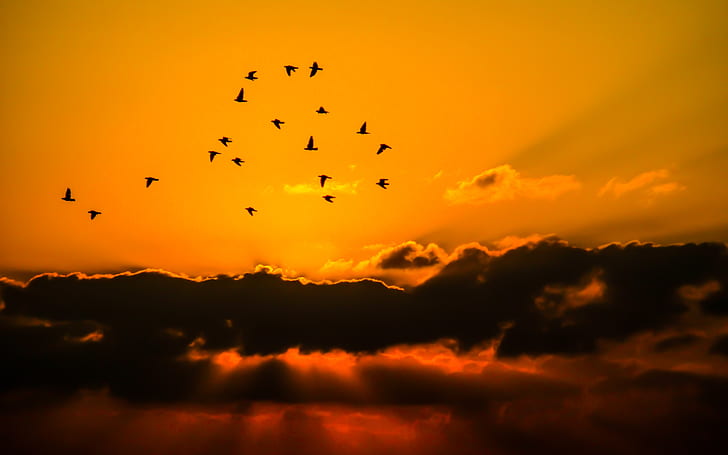 flight of bird above sky during golden hourts