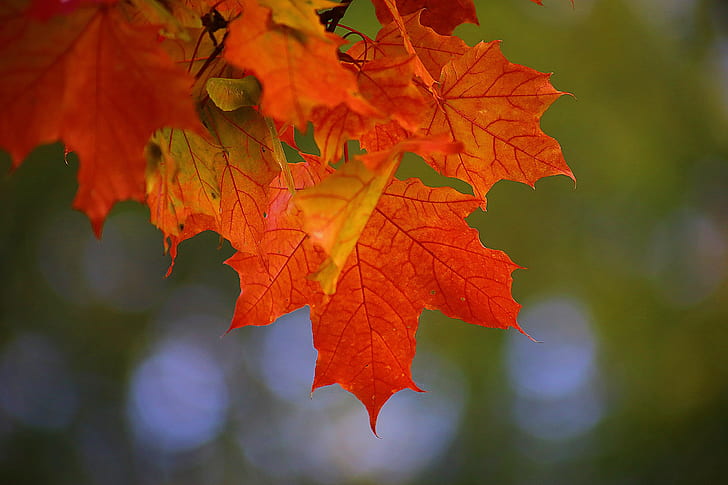 focus photography of red maple leaf