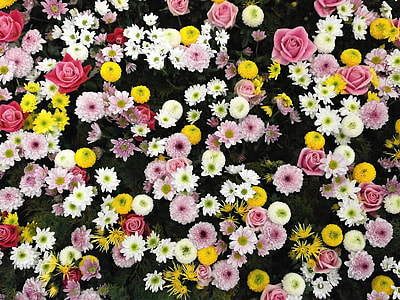 white, pink, and yellow flowers