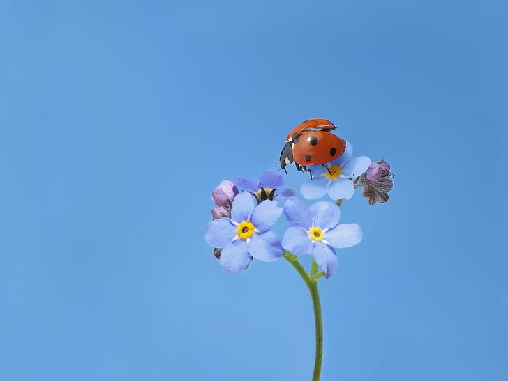 red and black ladybug perched on blue petaled flowers