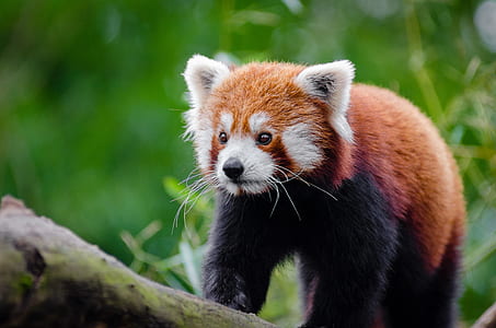 shallow focus photography of red Panda
