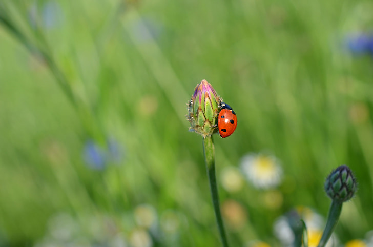 selective focus photography of ladybird on pink petaled flower