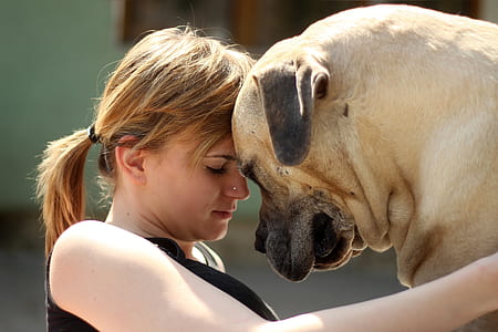 woman with fawn bullmastiff during daytime