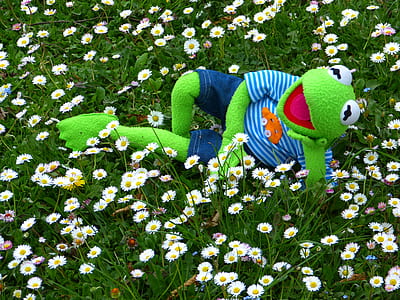 green frog character plush toy on white daisy flower field at daytime