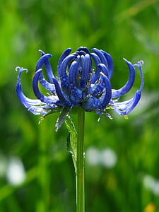 closeup photography of purple cornflower