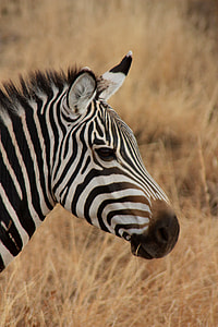 closeup photography of zebra