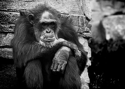 grayscale chimpanzee beside rock
