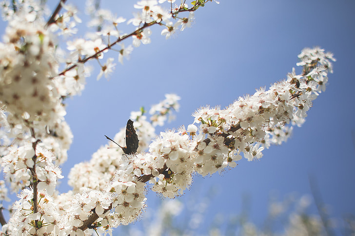 Butterfly on an Apple-Tree