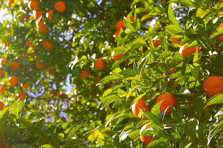kumquat fruits
