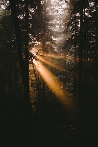 sun rays through pine trees during golden hour