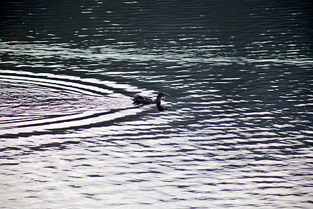 gray duck on body of water during day time